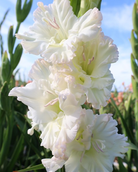 Gladiolus Ivory Perfection